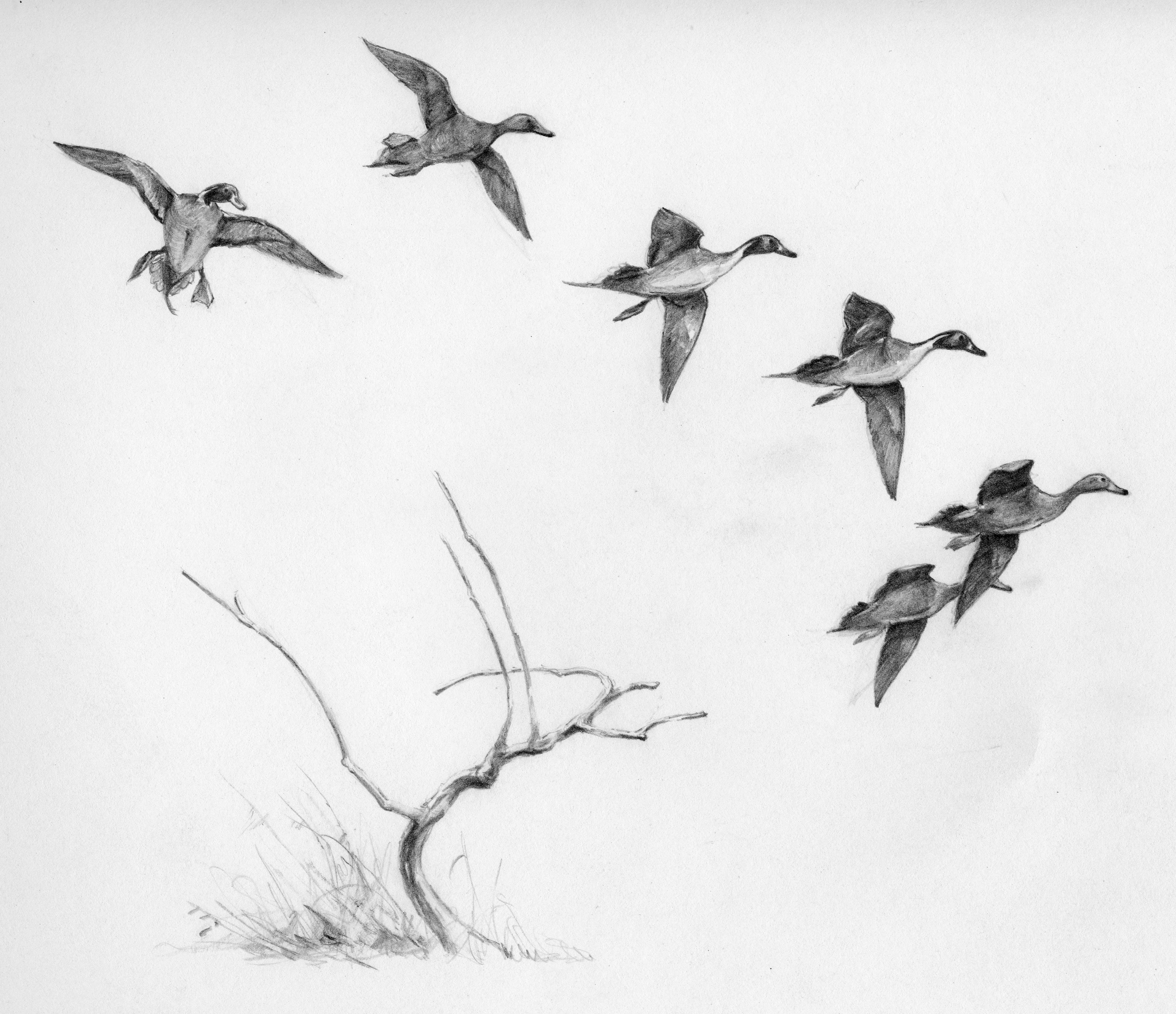 Featured image of post Simple Easy Nature Pencil Drawing Birds - Then 500+ hours from nature, and the same amount of theory, color basics and sketches.
